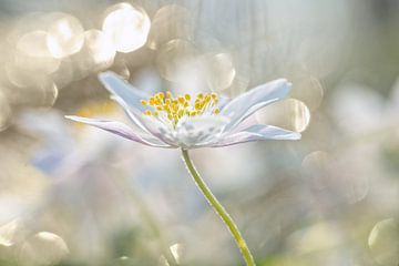 Bosanemone with bokeh, photo 4 by Caroline van der Vecht