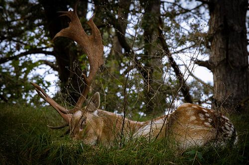 Cerfs dans les dunes