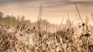 Spider webs in the grass on a meadow in the rays of the rising sun. by Fotografiecor .nl
