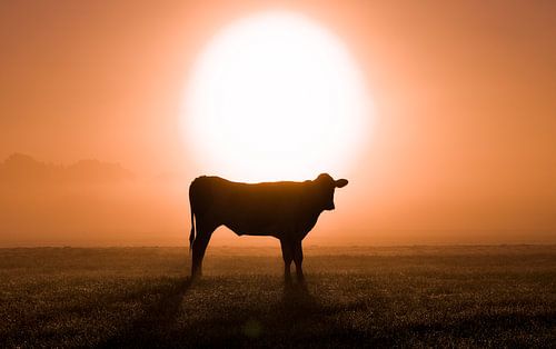 Kuh im Morgennebel