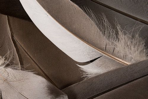 Een verzameling veren in bruin, grijs en wit tinten