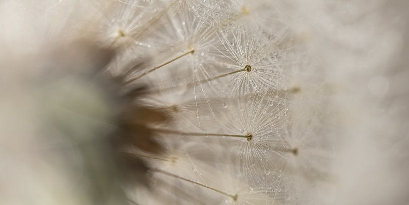 Quiet panorama: Looking through the dandelion by Marjolijn van den Berg