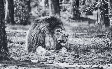 Koning van de jungle - Een prachtige leeuw kauwt zijn prooi in Serengeti Park Resort Zoo van Jakob Baranowski - Photography - Video - Photoshop