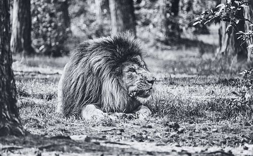 Koning van de jungle - Een prachtige leeuw kauwt zijn prooi in Serengeti Park Resort Zoo
