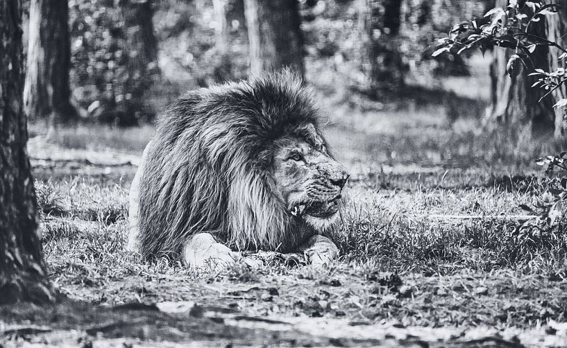 Der König des Dschungels - Ein prachtvoller Löwe zerkaut seine Beute von Jakob Baranowski - Photography - Video - Photoshop