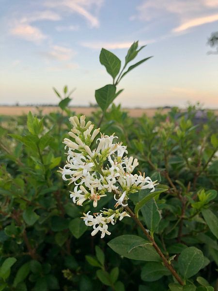 Golden hour flower van Fenne Verhalle