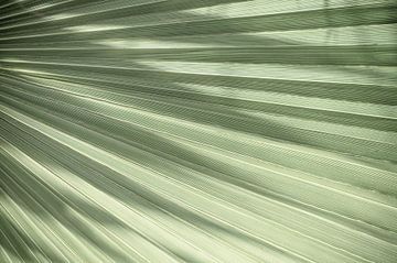 Grünes tropisches Blatt - Minimalismus Naturfotografie von Christa Stroo photography