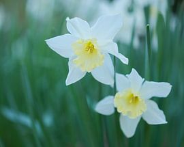Narzisse (Narcissus) in Blüte (Niederlande) von Marcel Kerdijk