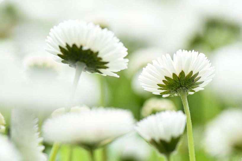 Daisy by Marieke Vanhulle
