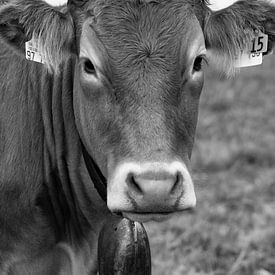 Cow by Lester Wallington