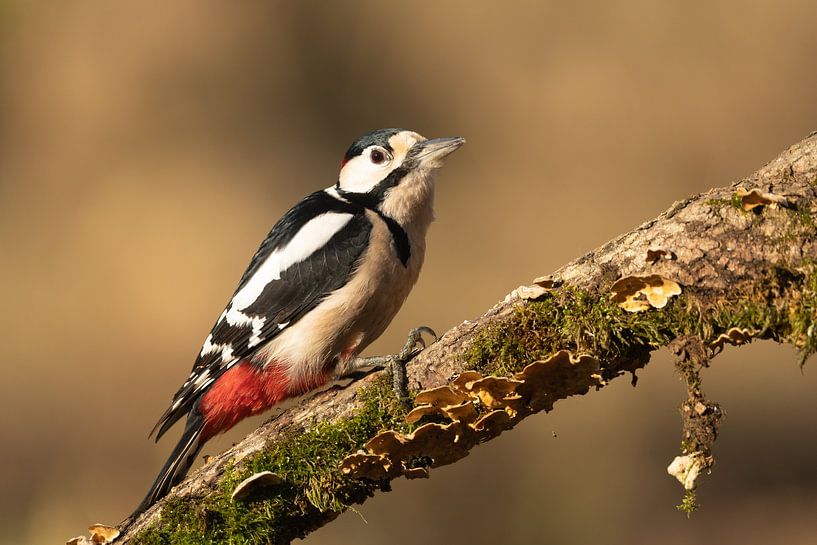 Portret van een Grote bonte specht van Sven Scraeyen