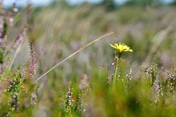 Une petite fleur jaune dans un champ de lande sur Gerard de Zwaan