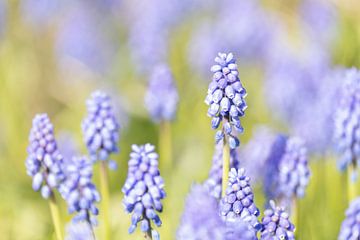 Voorjaarsbloemen, blauwe druifjes van Cynthia Rijnsburger Fotografie