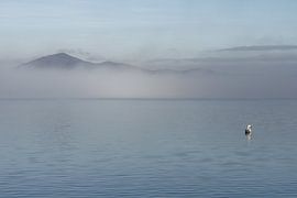 Le cygne au bord du lac sur Martijn Jebbink Photography