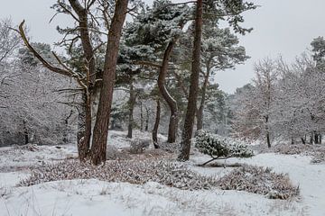 Winter Trees van William Mevissen