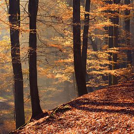 Speulderbos von Robert Broeke