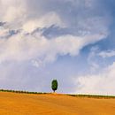 Cypress tree in Le Crete Senesi in the Tuscany by Henk Meijer Photography thumbnail