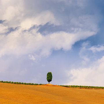 Cipress boom in de Crete Senesi in de Toscane van Henk Meijer Photography