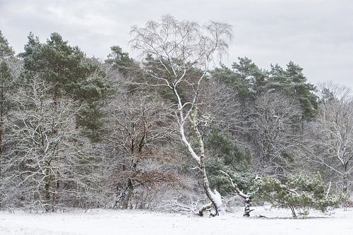 Winter im Zeister Wald, Utrecht Ridge!