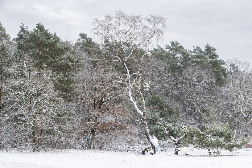 Hiver dans la forêt de Zeister, crête d'Utrecht ! par Peter Haastrecht, van