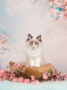 Ragdoll Kitten / Hübsches Kätzchen vor verspieltem Hintergrund