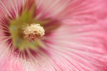 Roze bloem van een stokroos van Cor de Hamer