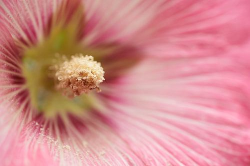 Roze bloem van een stokroos