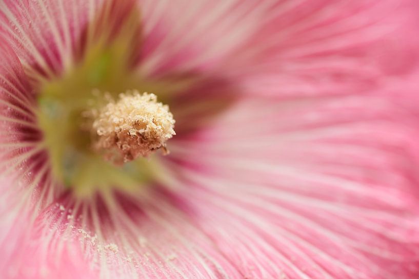 Rosa Blüte einer Stockrose von Cor de Hamer