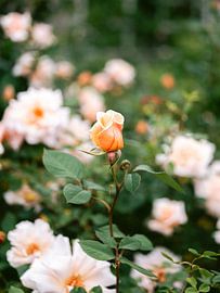 Colorful sea of flowers in Brooklyn by Raisa Zwart Travel Photography Prints