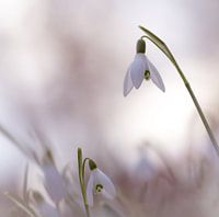 Sneeuwklokjes