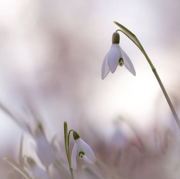 Sneeuwklokjes by Jacqueline Heemskerk