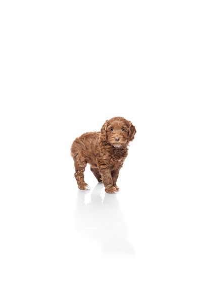 Labradoodle Welpe Hund auf weißem Hintergrund von Ellen Van Loon
