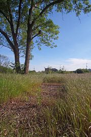 Alter Sportplatz in Halle Saale in Deutschland