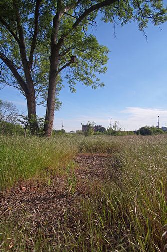 Oud sportterrein in Halle Saale in Duitsland