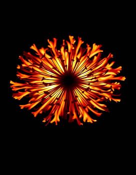 „Ember Allium XV“