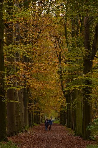 Herfstwandeling