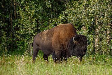 Wild bison on the Alaska Highway by Roland Brack