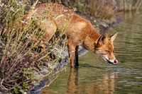 Der Rotfuchs löscht seinen Durst in den Wasserleitungsdünen