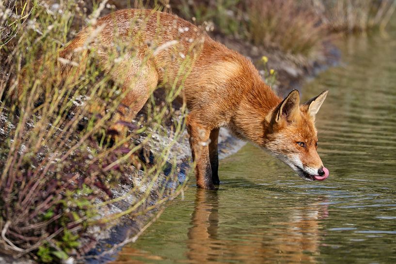 Soif étanchée par le renard roux dans les dunes d'approvisionnement en eau par Arjan Warmerdam
