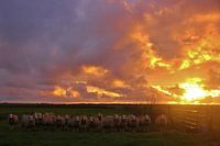 Texel Schapen 001