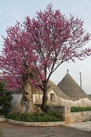 Trulli