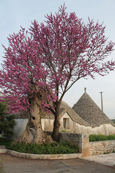 Trulli