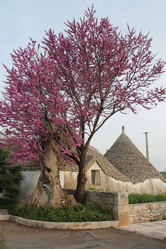 Trulli