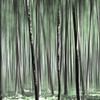 La forêt dans de belles nuances de vert sur Miranda van Hulst