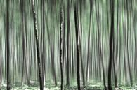 Wald in schönen Grüntönen von Miranda van Hulst Miniaturansicht