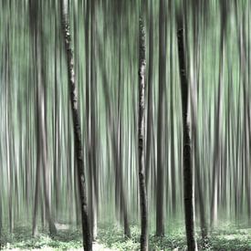 La forêt dans de belles nuances de vert sur Miranda van Hulst