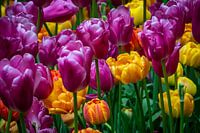 Viele bunte Tulpen