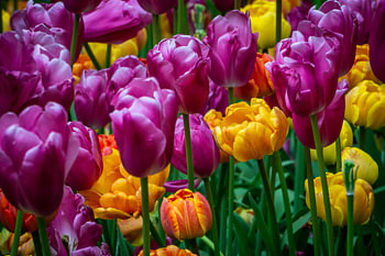 Viele bunte Tulpen