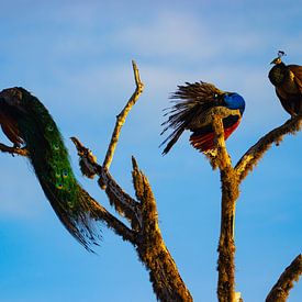 Pauwenfamilie in boom in Sri Lanka van Julie Brunsting