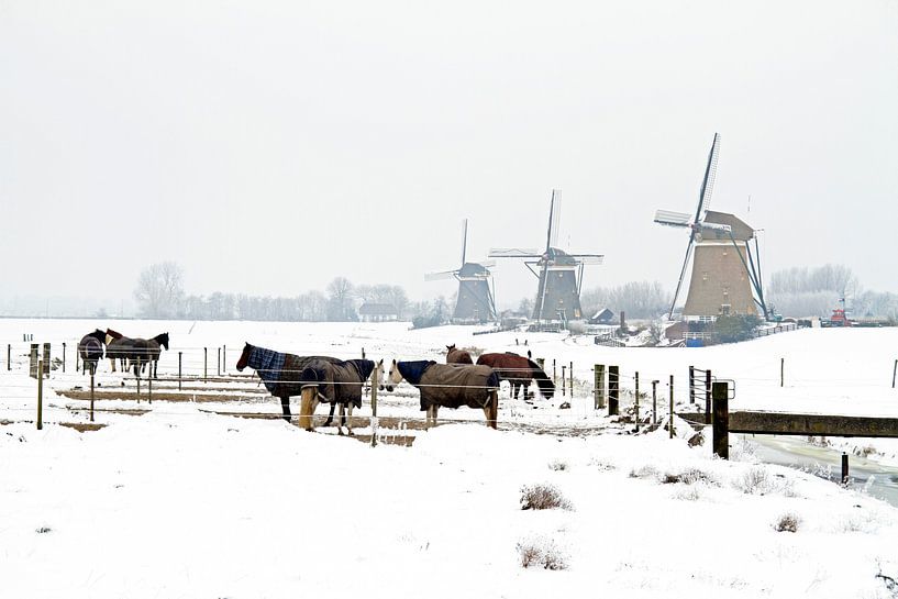 Paarden in de winter op het platteland van Eye on You